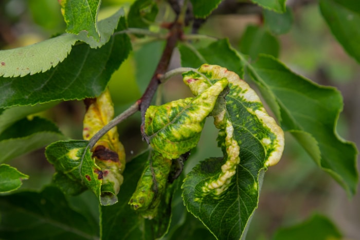 Puceron rose du pommier, Dysaphis devecta, ravageur du pommier. Détail d'une feuille affectée