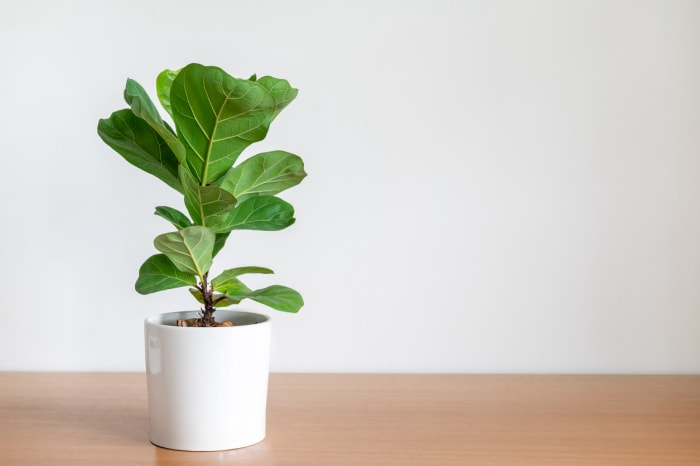 iStock-1323881710 plantes d'intérieur les plus difficiles à maintenir en vie figuier en pot sur table