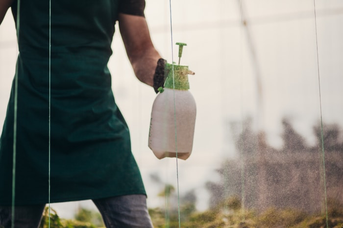 L’homme utilise une formule de contact organique pour tuer les mauvaises herbes dans la serre.