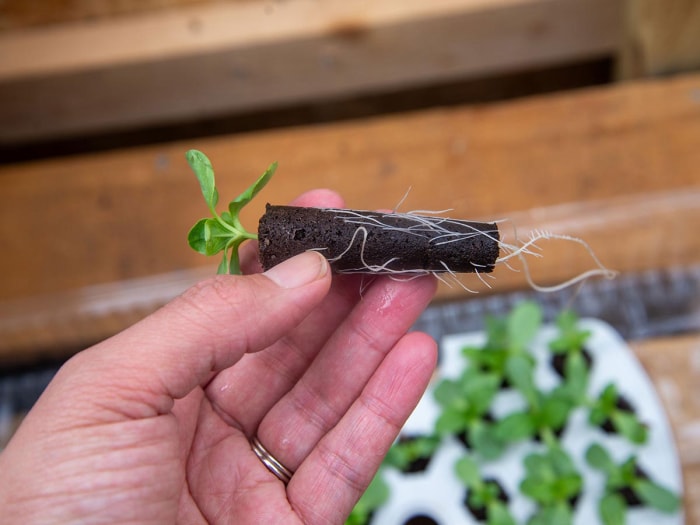 Une personne tenant un long bouchon de terre avec des racines qui poussent autour et une plante qui sort du haut