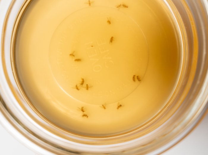 Mouches à fruits collectées dans un bol en verre avec du vinaigre de cidre