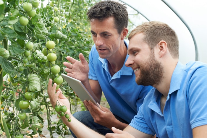 Des ouvriers agricoles vérifient les plants de tomates à l'aide d'une tablette numérique