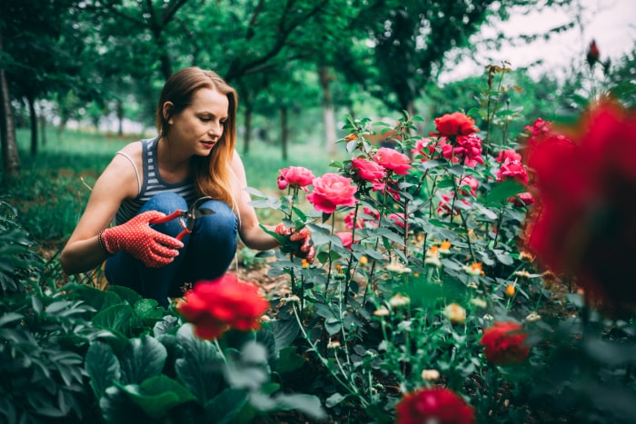 quand tailler les rosiers