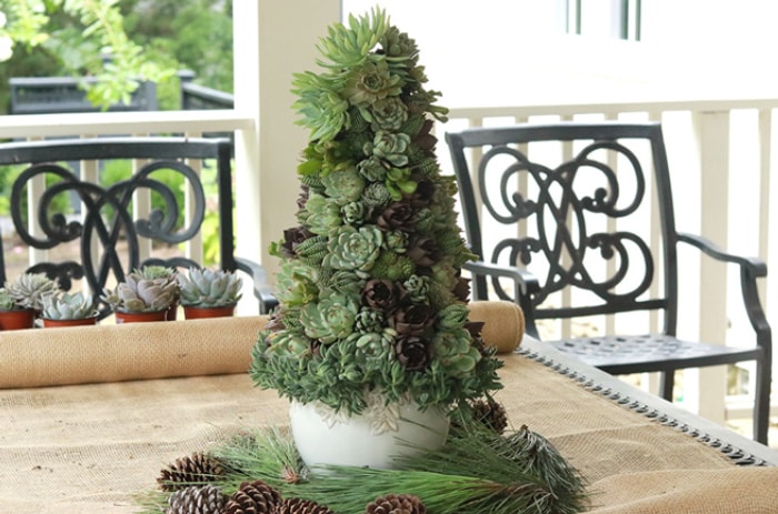 DIY sapin de Noël succulent