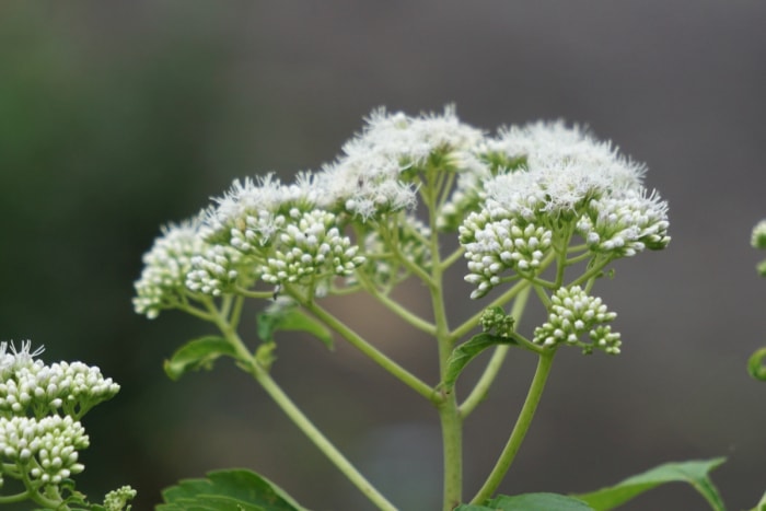 Plante à fleurs blanches groupées.