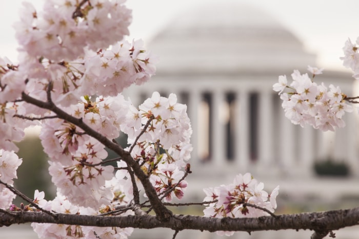 Branche de cerisier en fleurs avec le Jefferson Memorial en arrière-plan