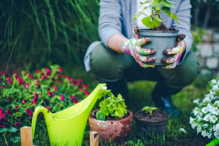 jardinier accroupi dans le jardin et tenant une plante en pot