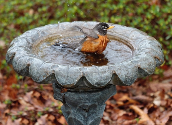 12 façons d’être un bon voisin pour la faune de votre jardin