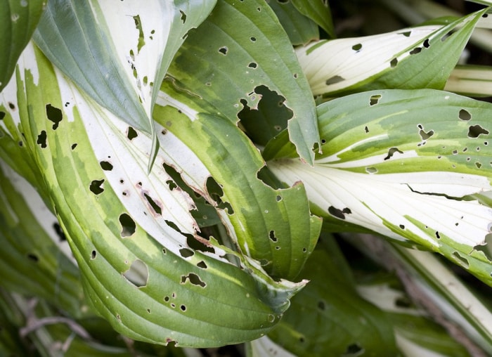 9 signes indiquant que vous avez un problème de nuisibles dans votre jardin