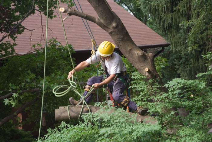 Combien coûte l'enlèvement d'un arbre en faisant soi-même le travail ou en faisant appel à un professionnel ?