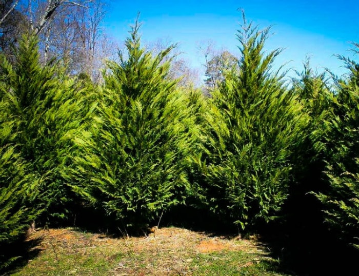 Arbres à feuillage persistant à croissance rapide - Cyprès de Murray