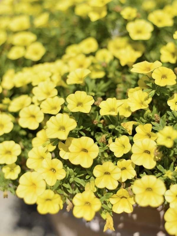 istock plantes pour paniers suspendus Calibrachoa-Paniers suspendus