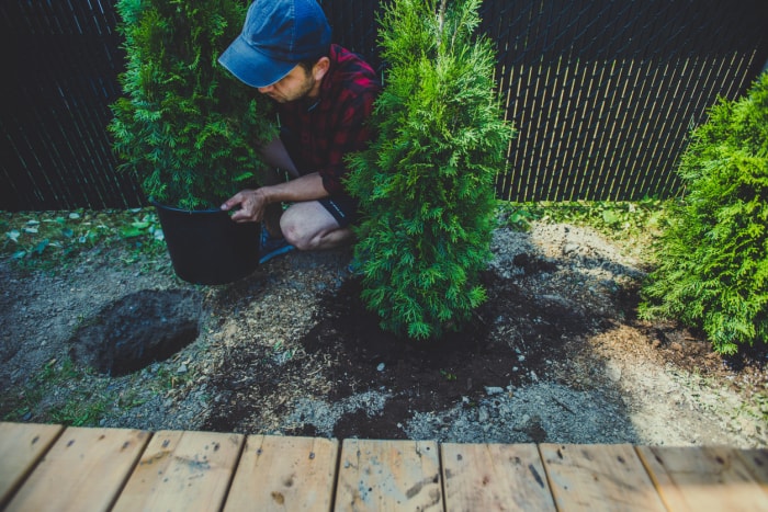 arborvitae devenant marron