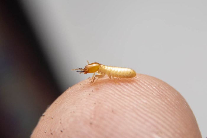 Signes de présence de termites Termites ouvriers