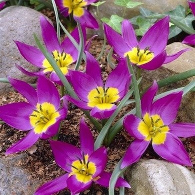 Tulipes botaniques : Joyaux du jardin