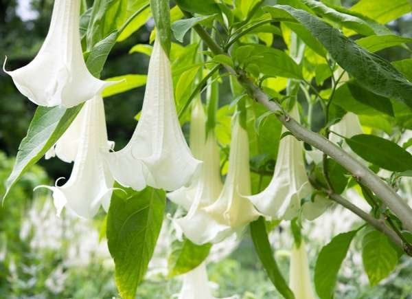 Angel’s Trumpet (Brugmansia spp.)