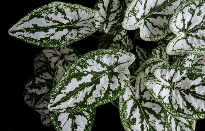 Plante aux feuilles tachetées de blanc.