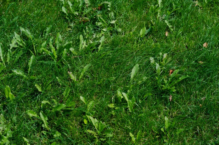 vue aérienne de plusieurs parcelles de mauvaises herbes dans l'herbe verte