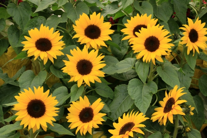 De nombreux tournesols poussent ensemble dans le jardin.