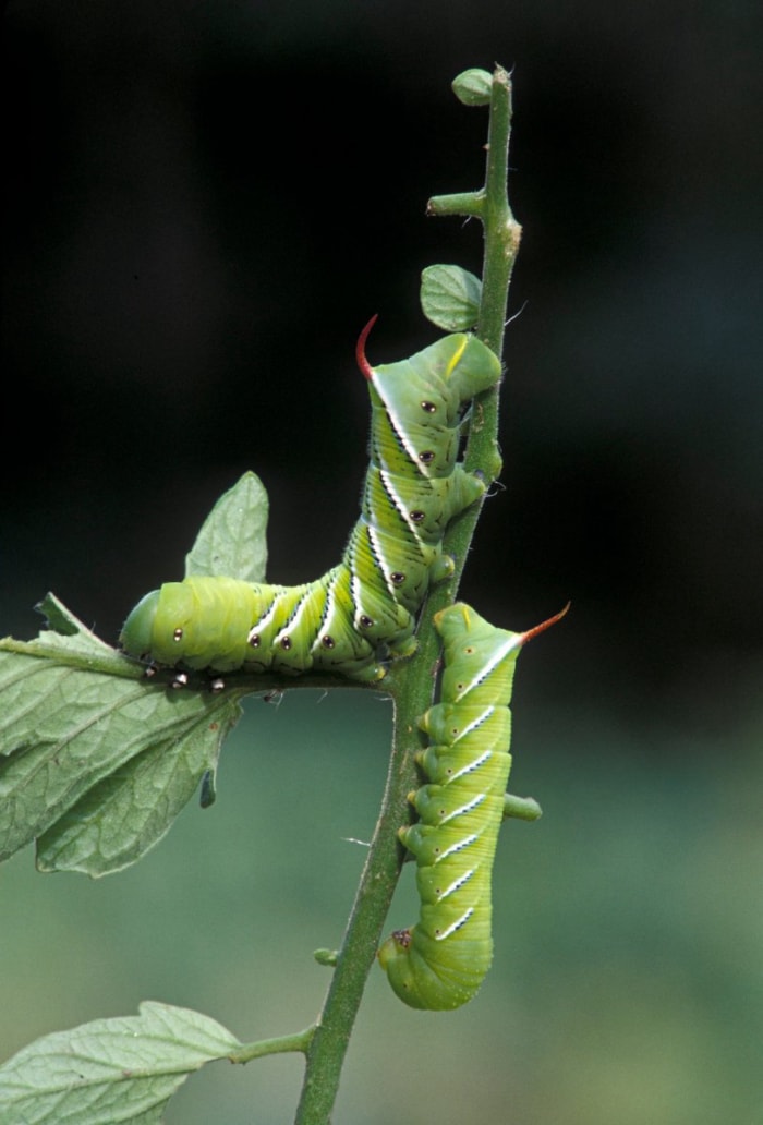 Deux sphinx du tabac mangeant un plant de tomate dans un jardin familial.