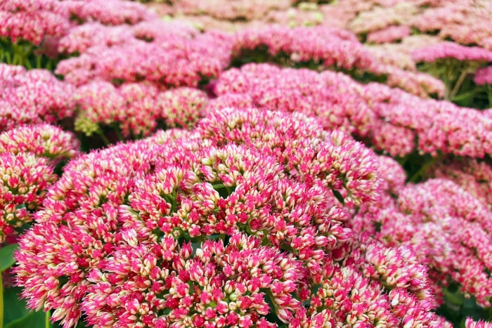 fleurs d'été