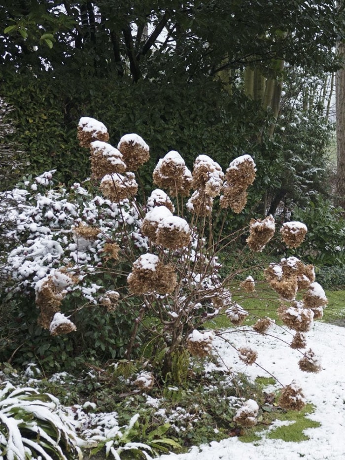 10 conseils d'aménagement paysager indispensables pour aider vos plantes à survivre à l'hiver