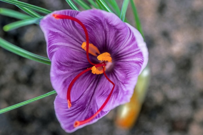 iStock-1456843284 comment faire pousser du safran Fleur de crocus de safran avec des stigmates rouges sur un fond naturel flou