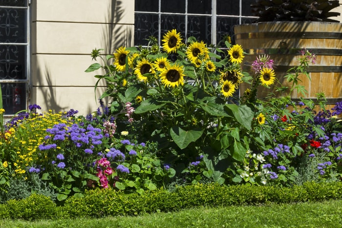 parterre de fleurs avec des tournesols devant la maison