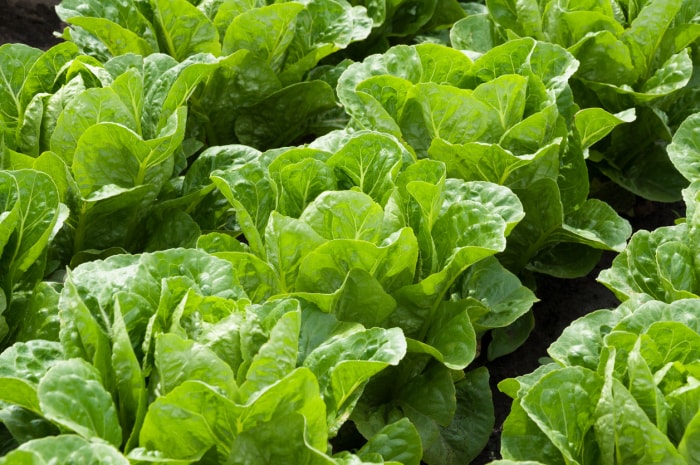 Cultiver de la laitue en rangées dans le potager