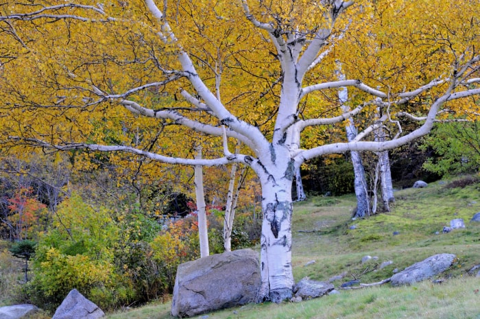 arbres d'ombrage à croissance rapide bouleau à papier feuilles jaunes