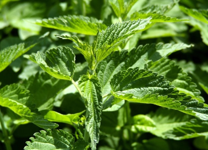 Gardez, ne tuez pas : 9 mauvaises herbes à accueillir