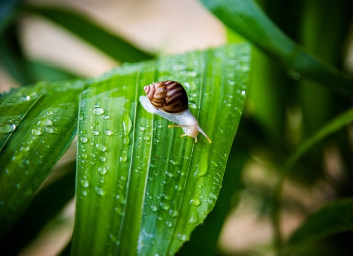 20 conseils pour éloigner toutes les bestioles de votre cour et de votre jardin