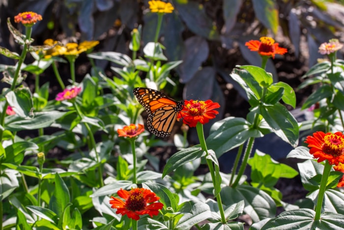 iStock-1429792634 économiser de l'argent jardinage arrière-plan de fleurs de zinnia et d'un papillon monarque