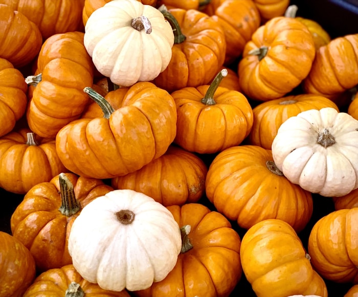 types de courges