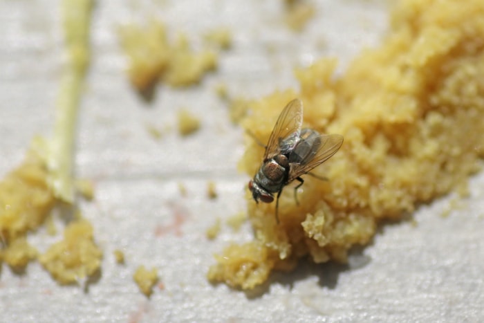 comment se débarrasser des asticots – mouche sur la nourriture