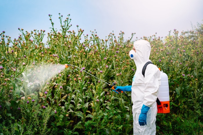 Homme en vêtements de protection pulvérisant de l'herbicide sur des plantes