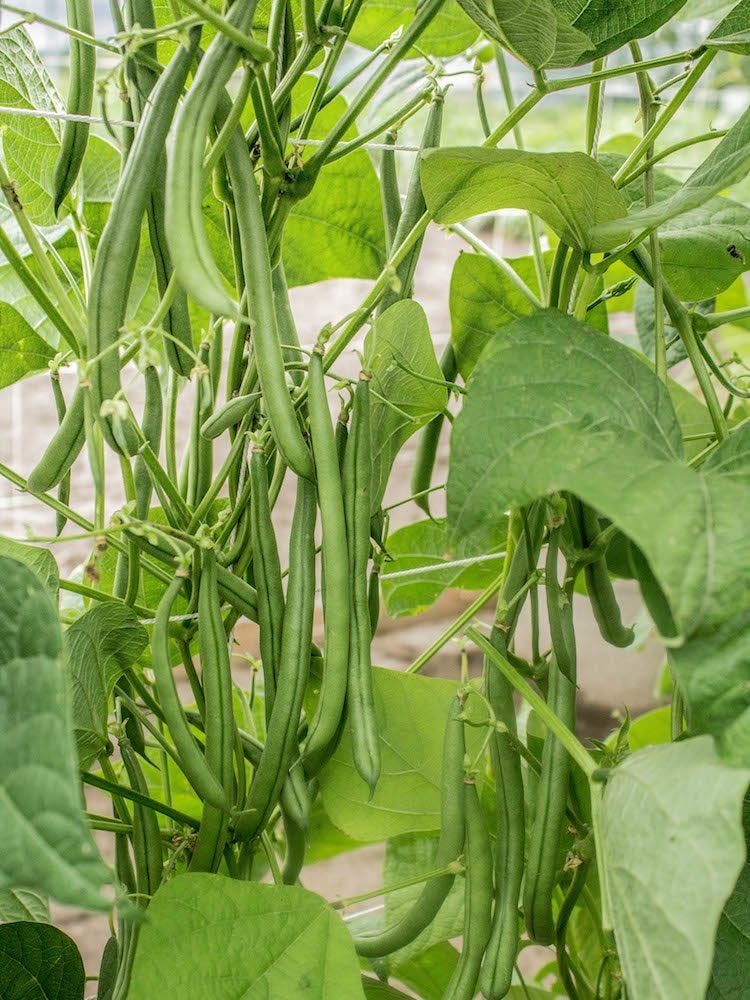 Le jardin indestructible : 15 légumes et herbes aromatiques qui s'épanouiront dans votre espace