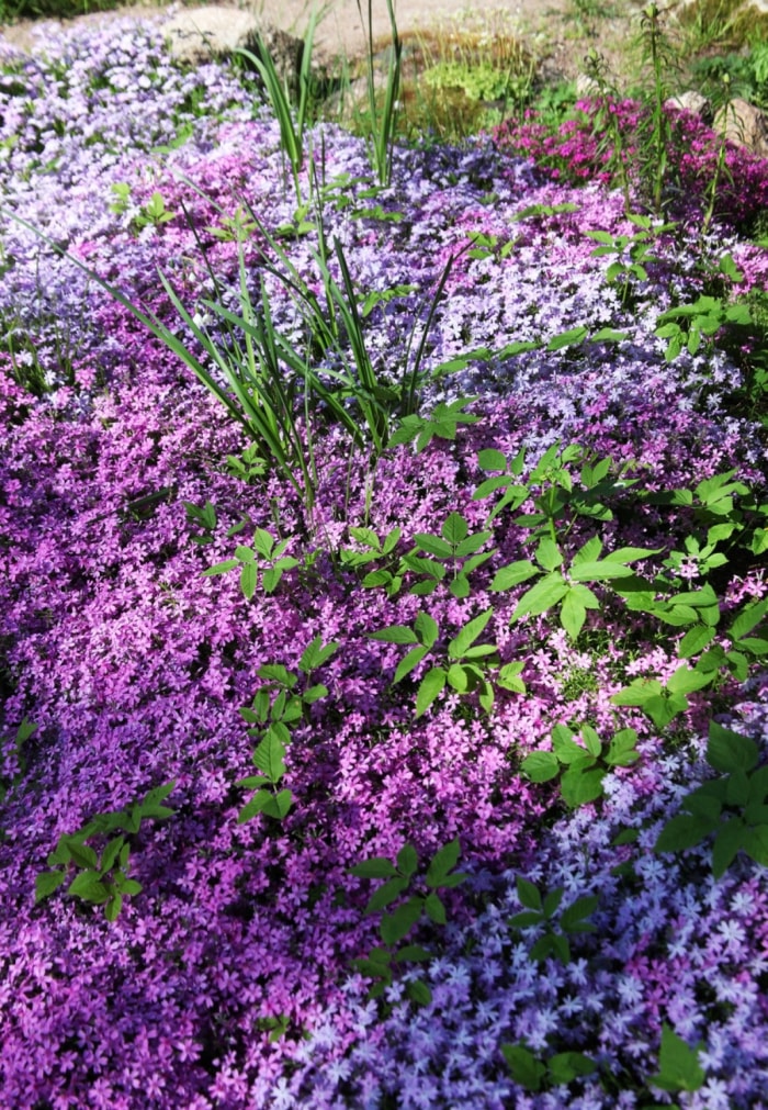 Pas de pelouse avec des plantes basses fleuries