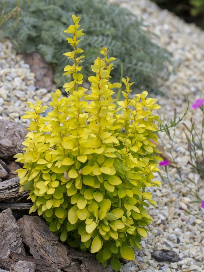 25 plantes faciles à utiliser pour un aménagement paysager à toute épreuve