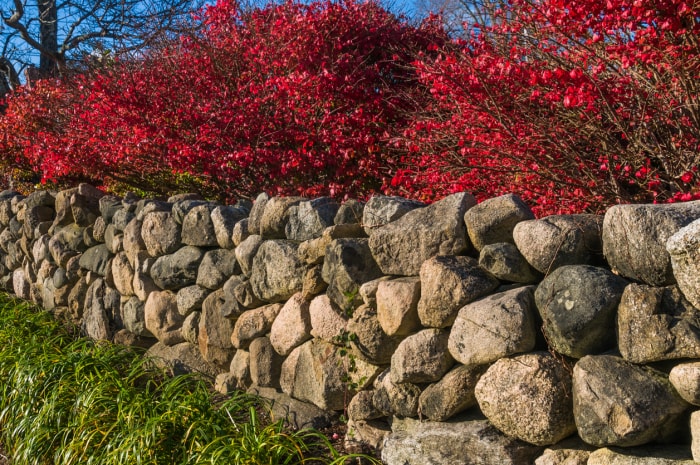 Mur en pierre des champs devant des arbres au feuillage rouge