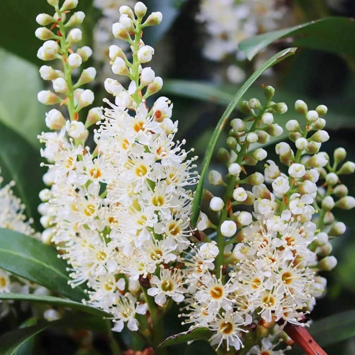 Des fleurs blanches ont fleuri sur un laurier