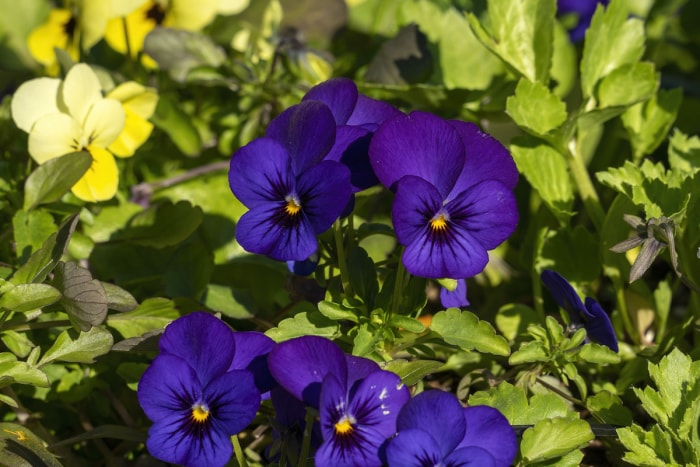 Pensées poussant dans un jardin familial planté en septembre