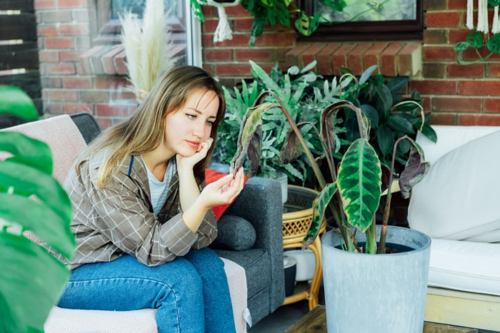 Jeune femme triste et bouleversée examinant le feuillage mort et séché de sa plante d'intérieur Calathea. Maladies des plantes d'intérieur. Maladies Troubles Identification et traitement, Coup de soleil sur les plantes d'intérieur. Feuilles abîmées