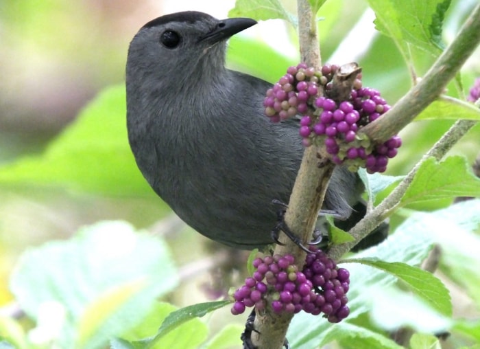 10 plantes de jardin qui nourriront les oiseaux de basse-cour en automne et en hiver