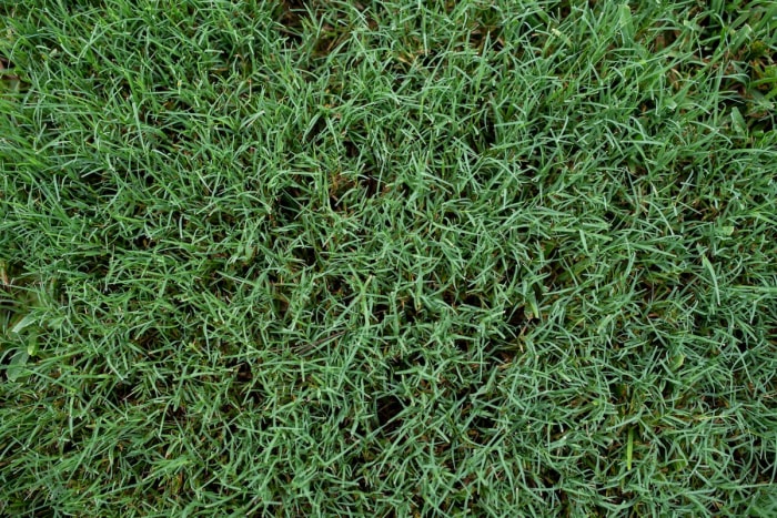 Gros plan sur l'herbe des Bermudes, idéale pour les climats de saison chaude.