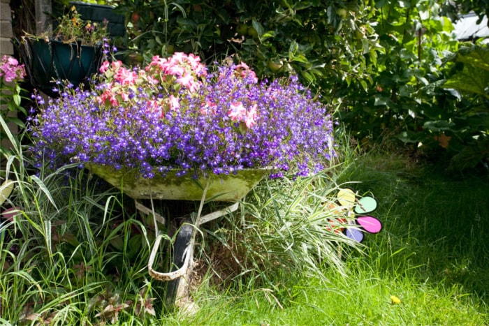 Une vieille brouette transformée en parterre de fleurs avec des fleurs violettes remplissant l'espace.