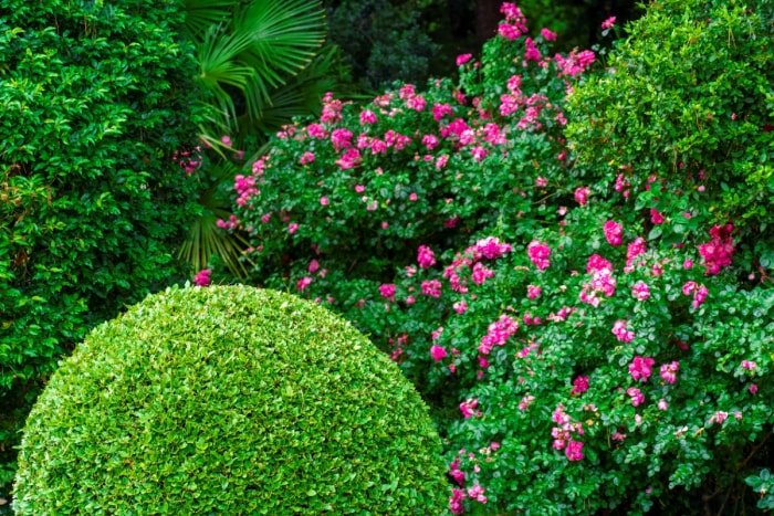 Vue d'un arbuste vert rond avec des arbustes roses en fleurs en arrière-plan.