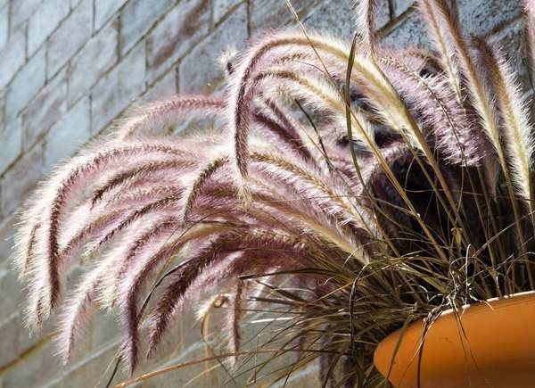 istock plantes pour paniers suspendus fountain_grass