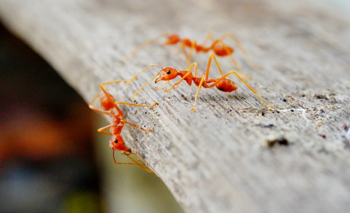 Fourmis de feu sur une planche de bois