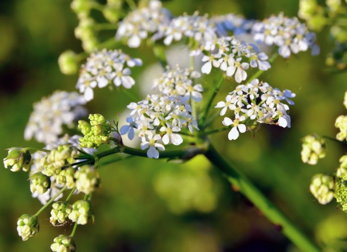 10 façons dont votre jardin peut vous nuire